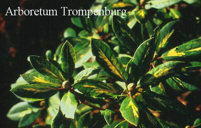 Rhododendron 'Goldflimmer'