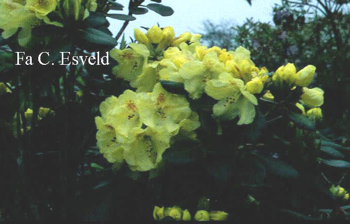 Rhododendron 'Goldkrone'