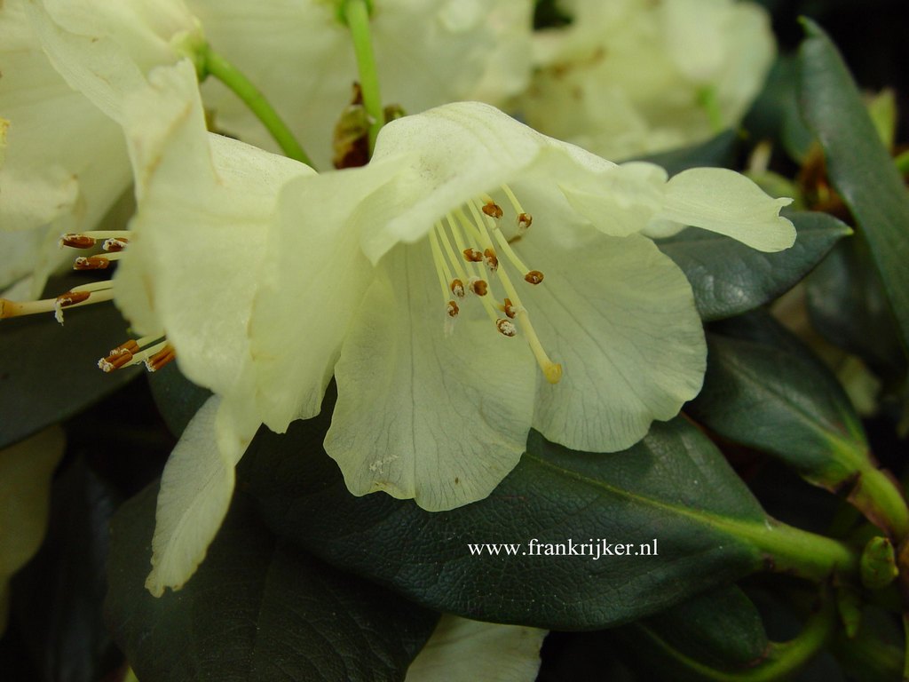 Rhododendron 'Goldprinz' (GOLDSCHATZ)