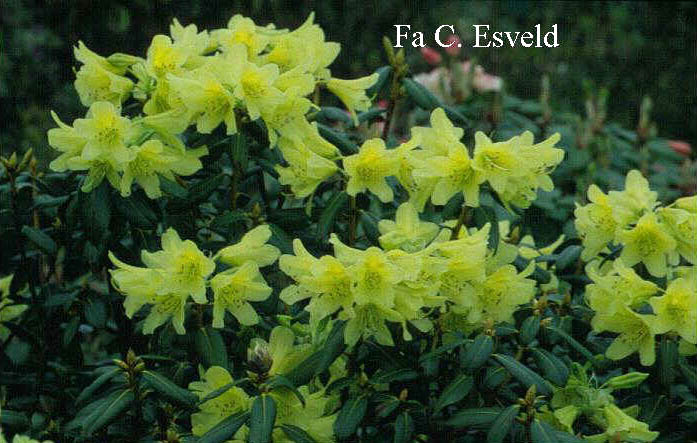 Rhododendron 'Goldstrike'