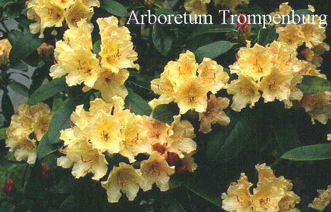 Rhododendron 'Goldsworth Yellow'