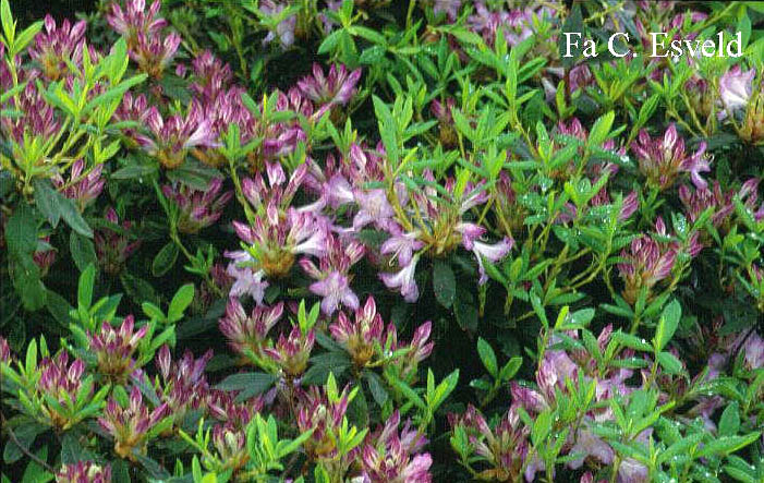 Rhododendron 'Gowenianum'