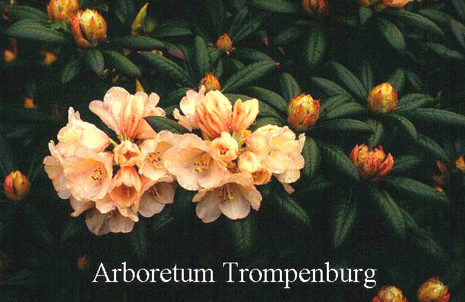 Rhododendron 'Grumpy'