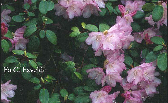 Rhododendron 'Gustav Luettge'