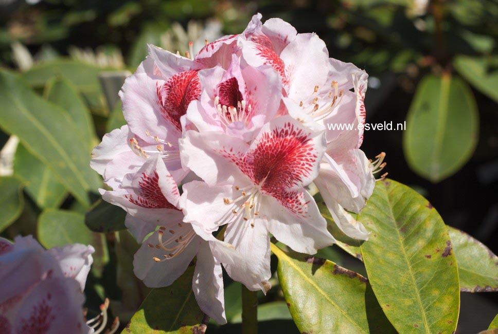 Rhododendron 'Hachbela' (BELAMI)