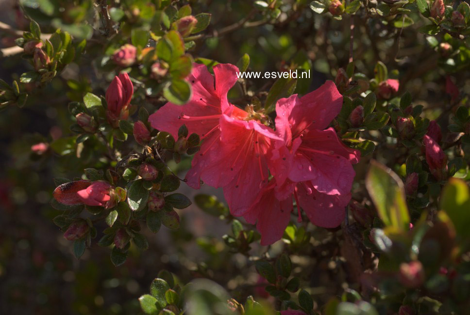 Rhododendron 'Hachdrapa' (DRAPA)