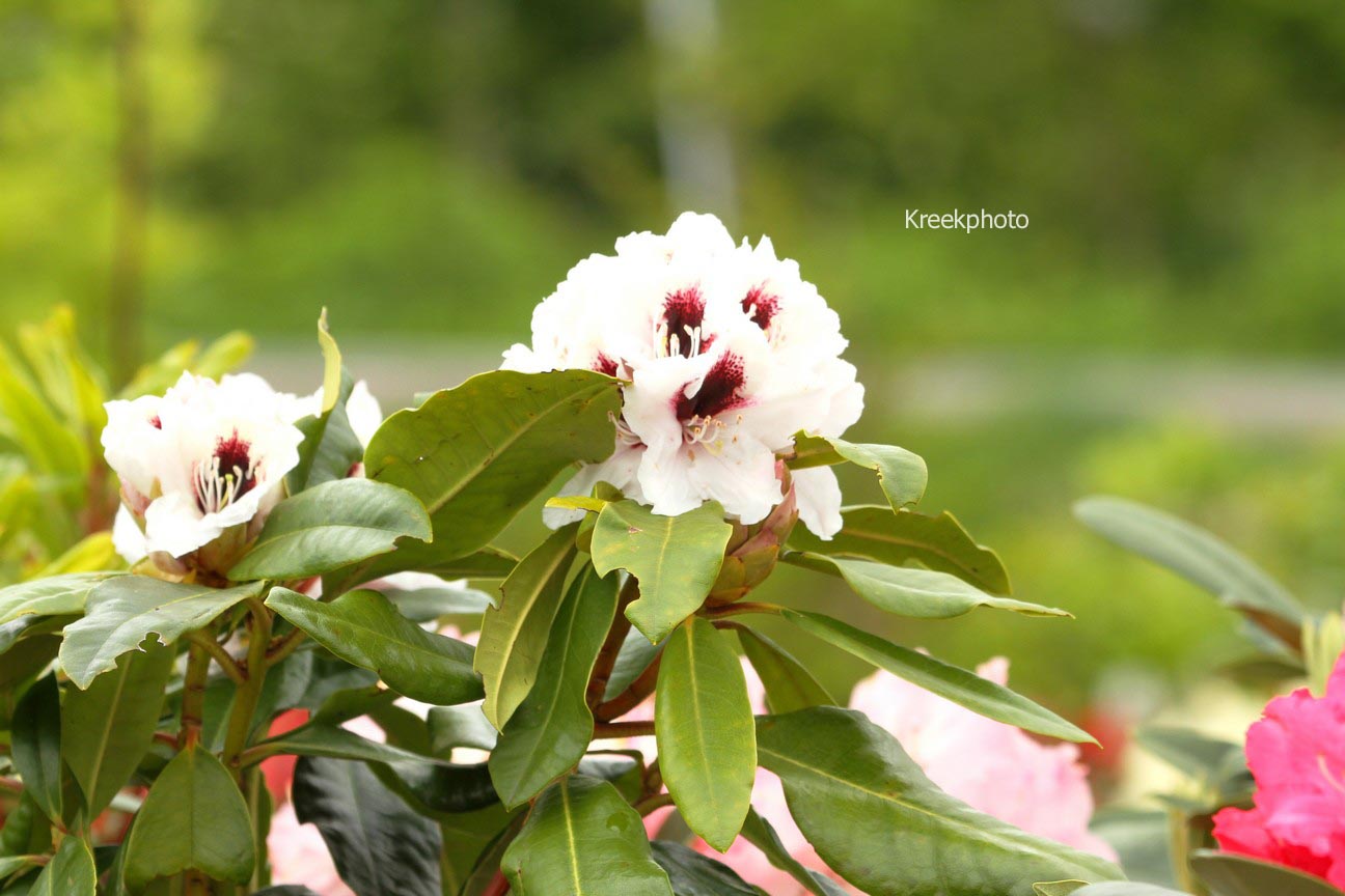 Rhododendron 'Hachmann's Picobello'
