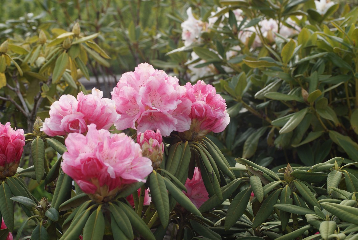 Rhododendron 'Harmonie'