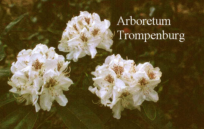 Rhododendron 'Hildegard'