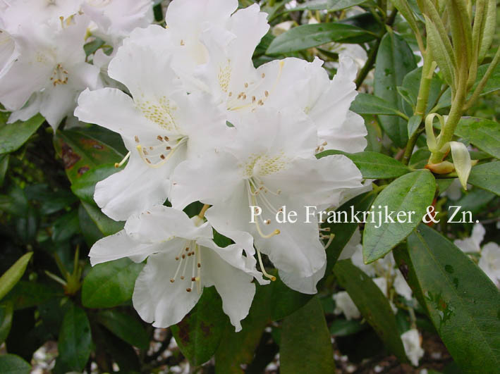 Rhododendron 'Hoppy'
