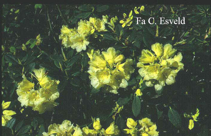 Rhododendron 'Hotei'