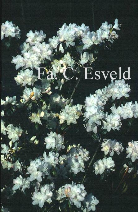 Rhododendron 'Hudson Bay'