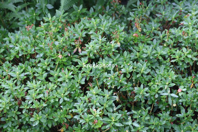 Rhododendron 'Intermedium'