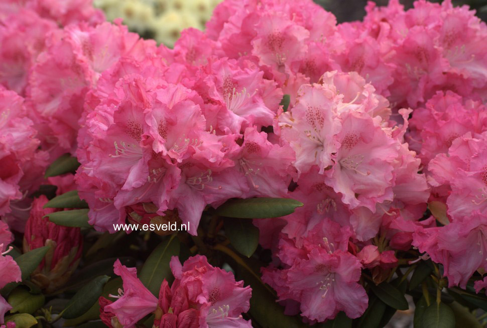 Rhododendron 'Isadora'