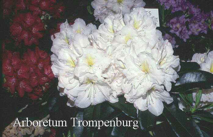 Rhododendron 'James Burchett'