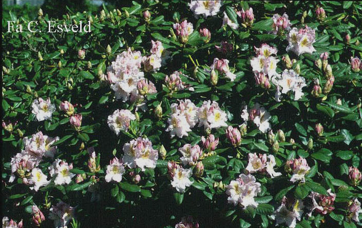 Rhododendron 'Janet Blair'