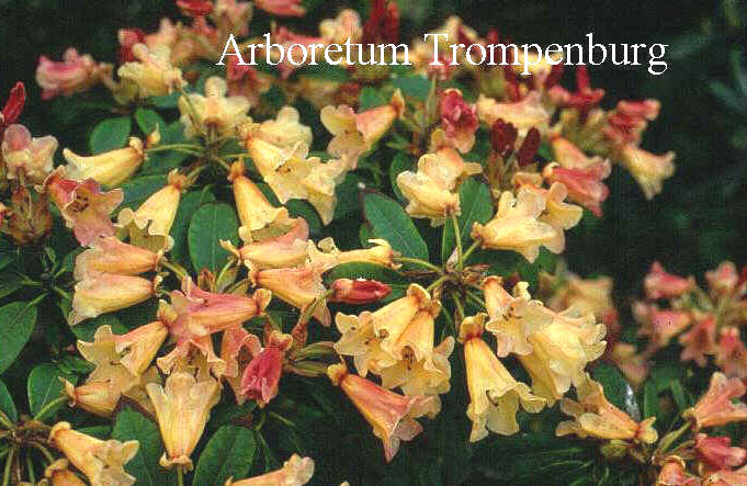 Rhododendron 'Jingle Bell'