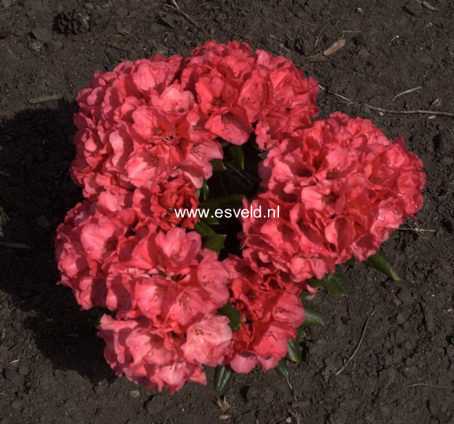 Rhododendron 'Karminkissen'