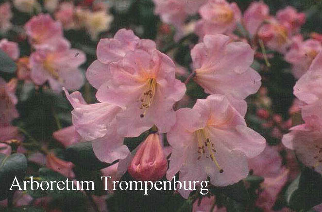 Rhododendron 'Kimberly'