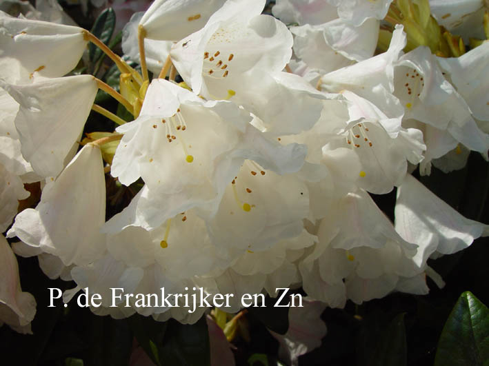 Rhododendron 'Kings Ride'