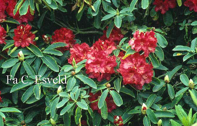 Rhododendron 'Kluis Sensation'