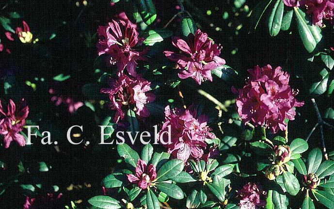 Rhododendron 'Kolomba'