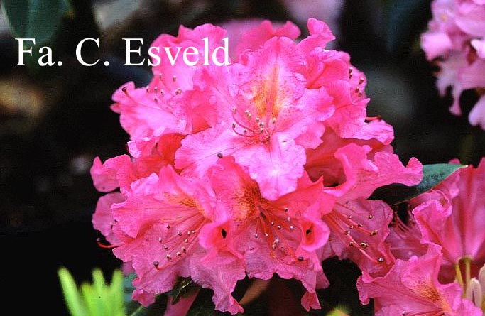 Rhododendron 'Kristina'