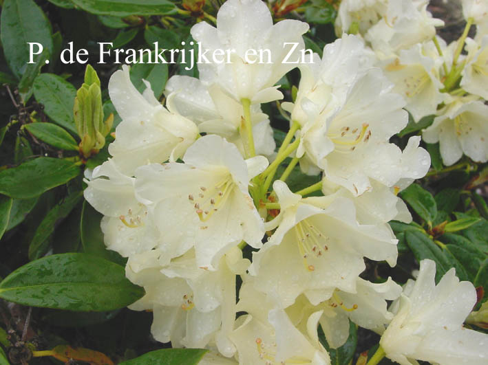 Rhododendron 'Lackblatt'