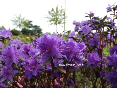 Rhododendron 'Lauretta'