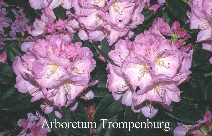 Rhododendron 'Lavender Girl'