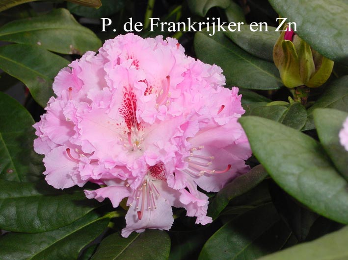 Rhododendron 'Le Progres'