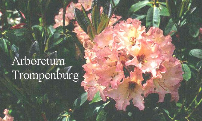 Rhododendron 'Lem's Cameo'