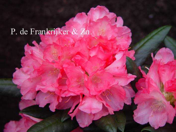 Rhododendron 'Loreley'