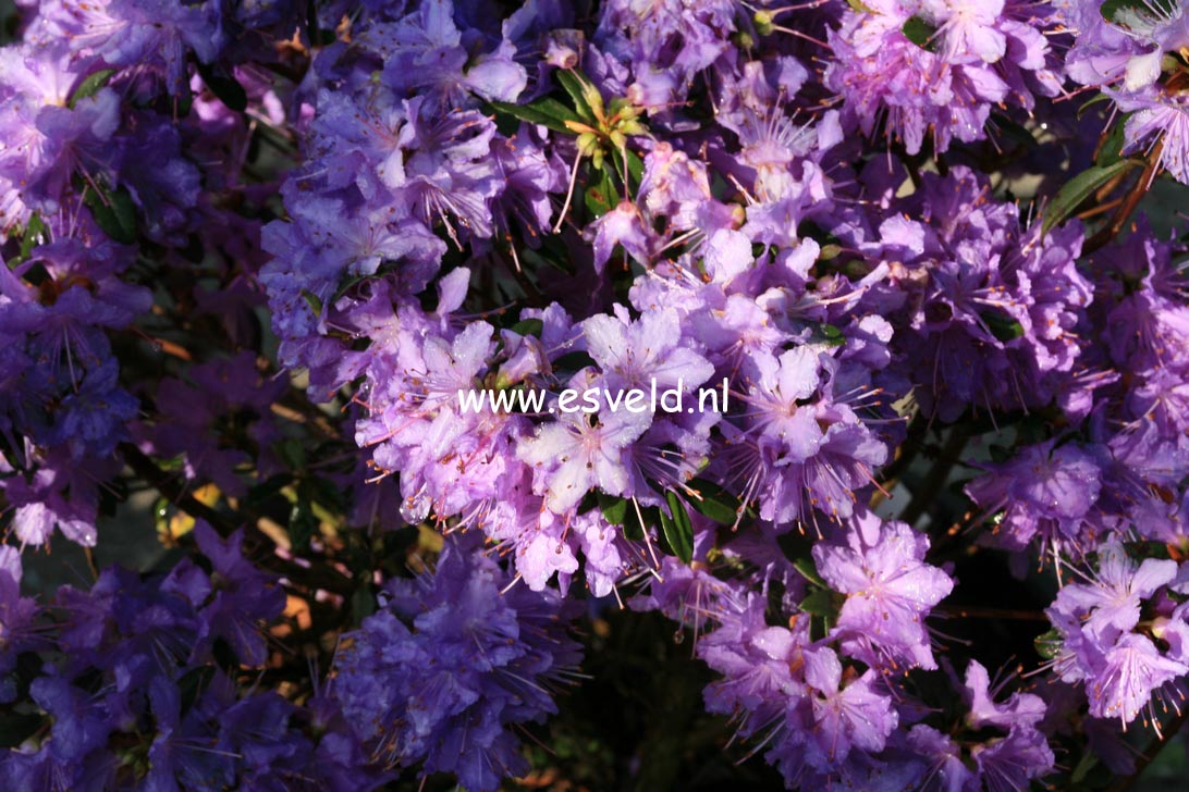 Rhododendron 'Luisella'