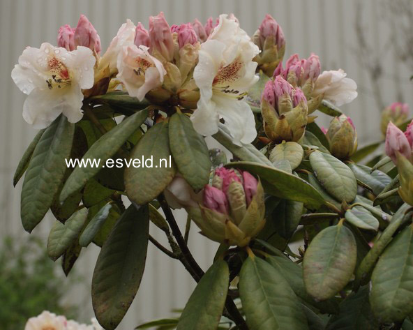 Rhododendron 'Maharani'