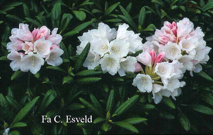 Rhododendron 'Makiyak'