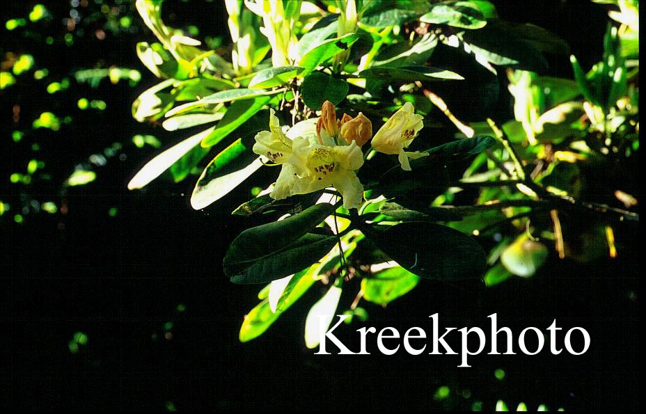 Rhododendron 'Marina'