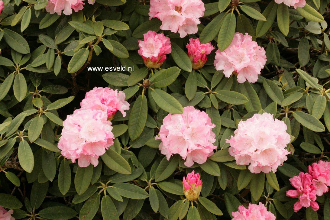 Rhododendron 'Marion Street'