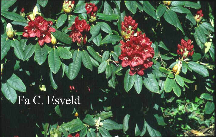 Rhododendron 'Mars'