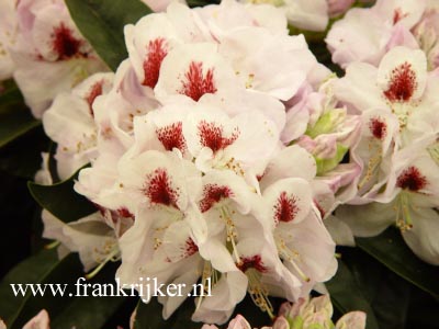 Rhododendron 'Marsala'