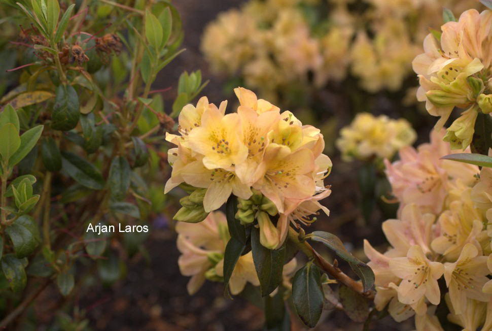 Rhododendron 'Medley'