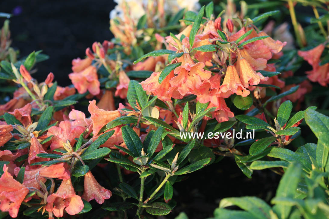 Rhododendron 'Medusa'