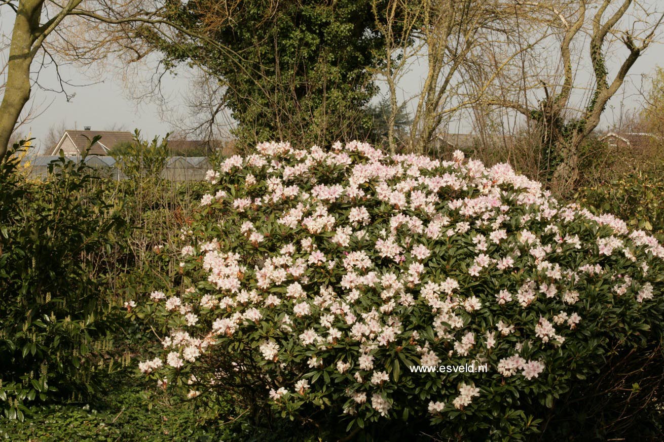 Rhododendron 'Melpomene'