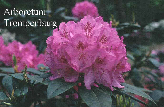 Rhododendron 'Merveille de Boskoop'