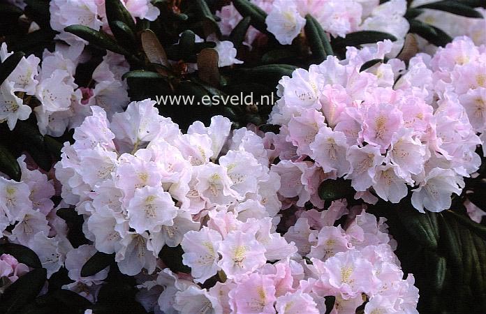 Rhododendron 'Mist Maiden'