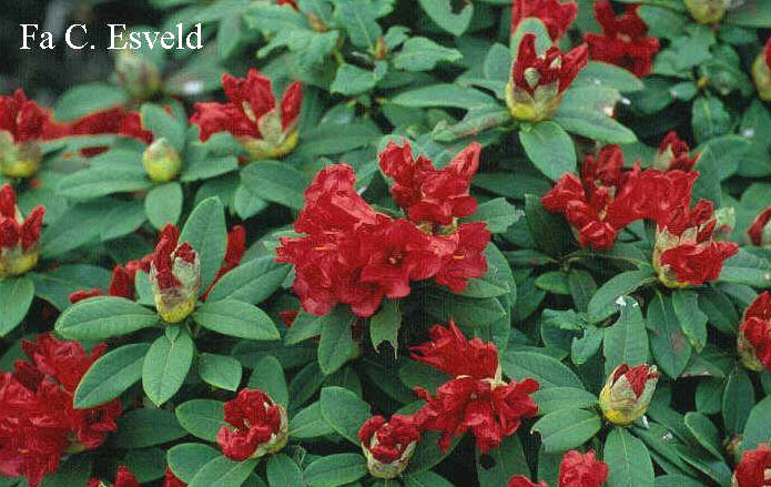 Rhododendron 'Monica'