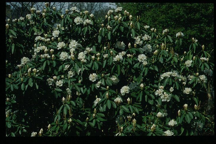 Rhododendron 'Mount Everest'