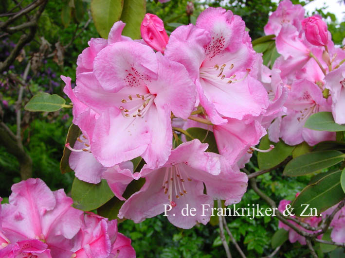 Rhododendron 'Mrs. Charles Pearson'