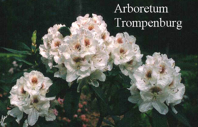 Rhododendron 'Mrs. J.C. Williams'