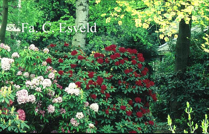 Rhododendron 'Mrs. P. den Ouden'